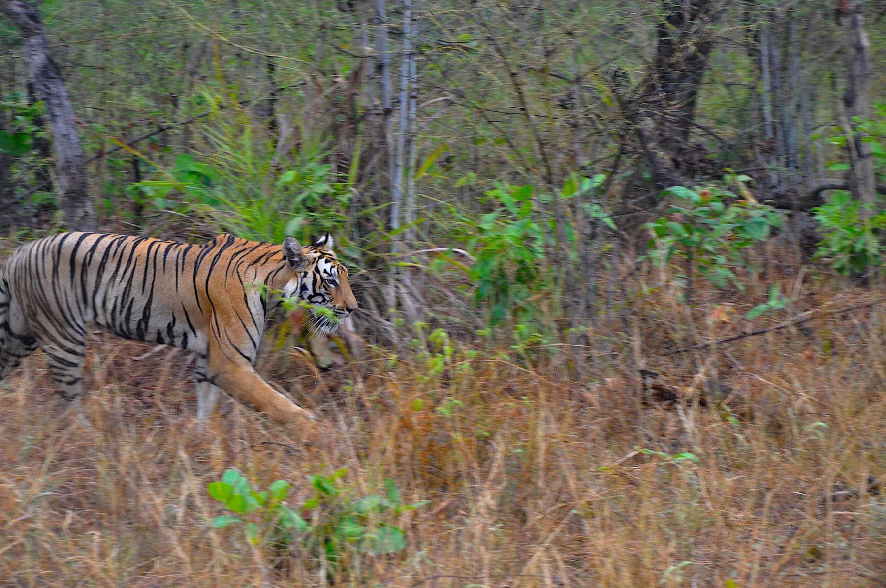 Wildlife photography around Tadoba