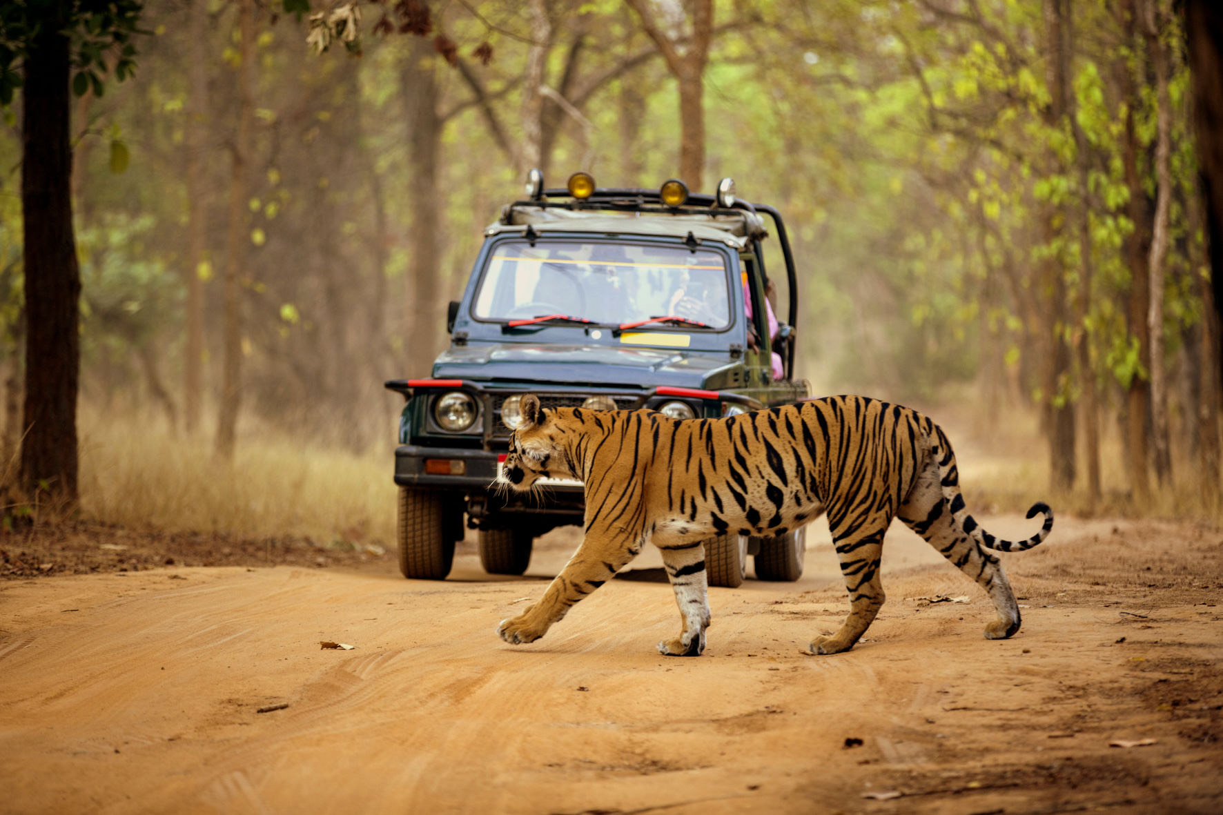 Tiger crossing in front of a safari gypsy