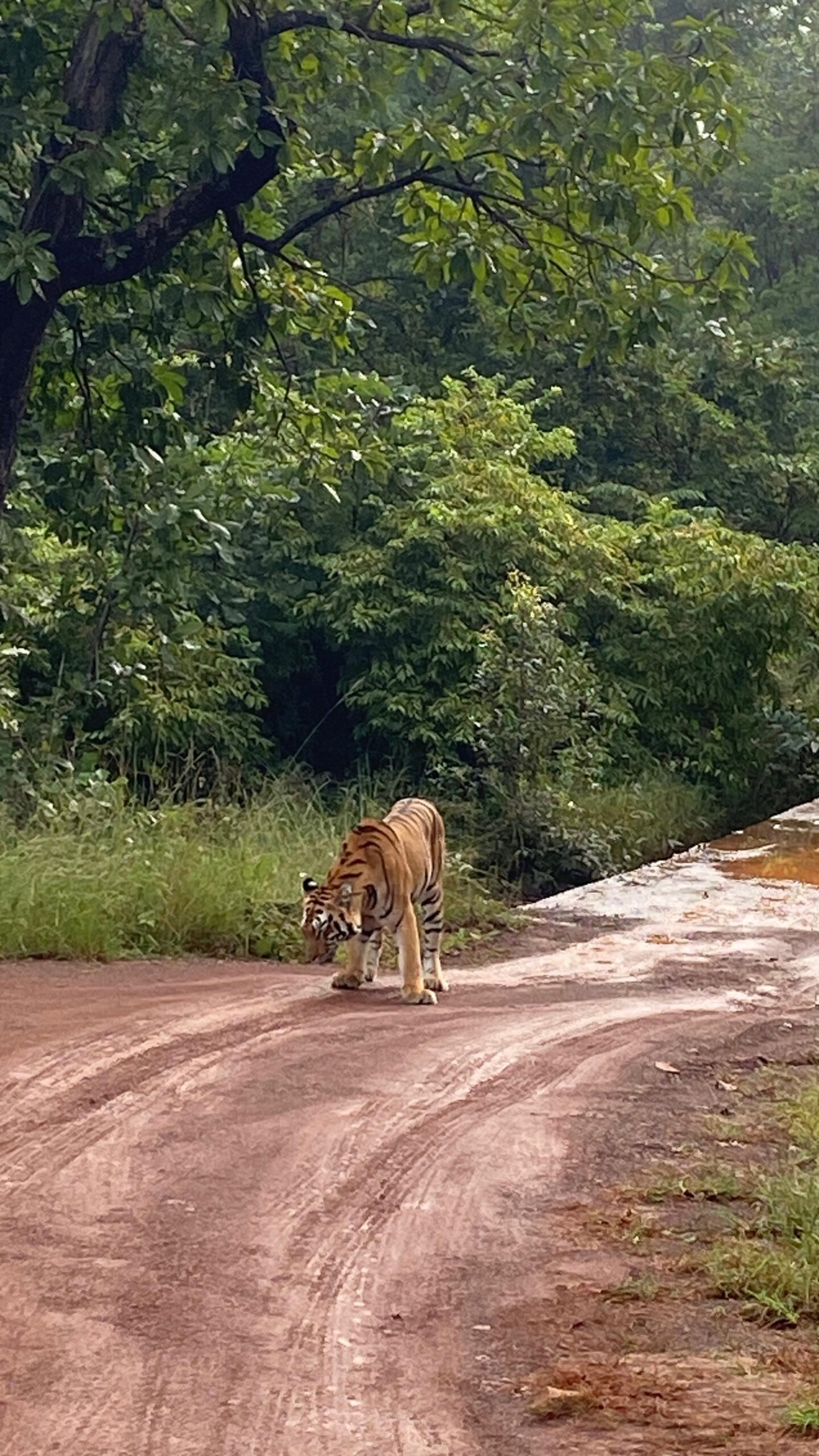 Bengal tiger spotted during a Tadoba jungle safari